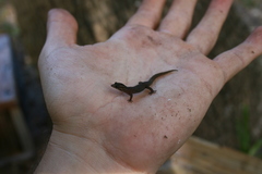 Sphaerodactylus notatus