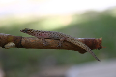 Sphaerodactylus notatus