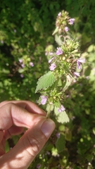 Ballota nigra