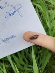 Oniscus asellus
