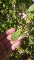Ballota nigra