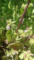 Ballota nigra