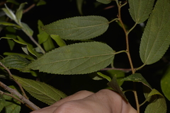 Trema tomentosa