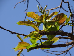 Terminalia elliptica