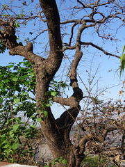 Terminalia elliptica