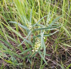 Vincetoxicum sibiricum