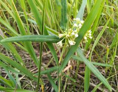 Vincetoxicum sibiricum