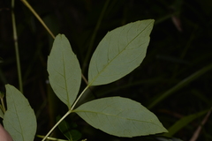 Polyscias sambucifolia