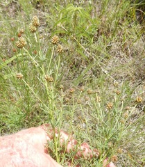 Dalea multiflora