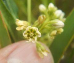 Vincetoxicum sibiricum