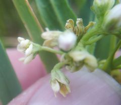 Vincetoxicum sibiricum