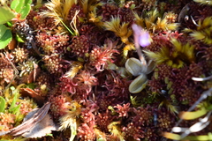 Pinguicula villosa