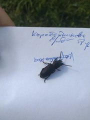 Spondylis buprestoides