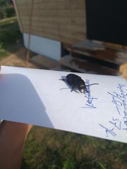 Spondylis buprestoides