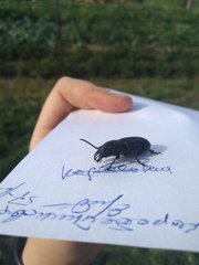 Spondylis buprestoides