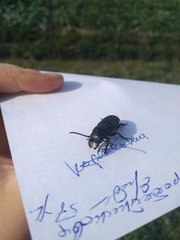 Spondylis buprestoides