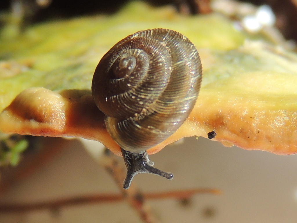 brown disc snail