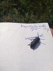 Spondylis buprestoides