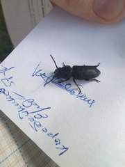 Spondylis buprestoides