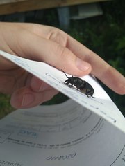 Spondylis buprestoides