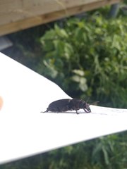 Spondylis buprestoides