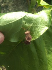 Coreus marginatus