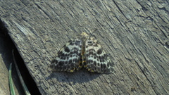 Arichanna melanaria
