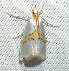 Vaxi auratellus