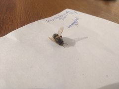 Apis mellifera