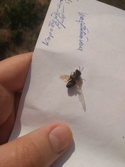 Apis mellifera