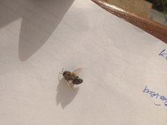 Apis mellifera