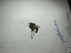 Apis mellifera