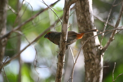 Melopyrrha violacea