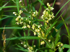 Vincetoxicum sibiricum