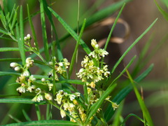 Vincetoxicum sibiricum