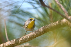 Setophaga pityophila