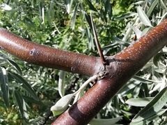 Elaeagnus angustifolia