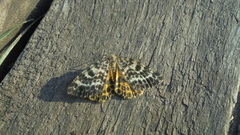 Arichanna melanaria