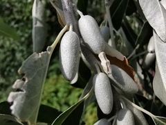 Elaeagnus angustifolia