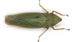 Draeculacephala balli