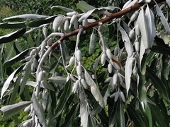 Elaeagnus angustifolia