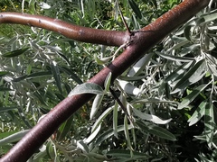 Elaeagnus angustifolia