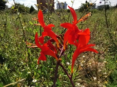 Crocosmia