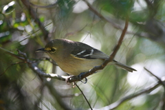 Vireo crassirostris