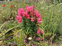 Antirrhinum majus