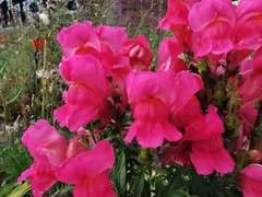 Antirrhinum majus