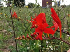 Crocosmia