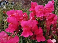 Antirrhinum majus