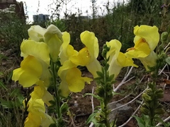 Antirrhinum majus