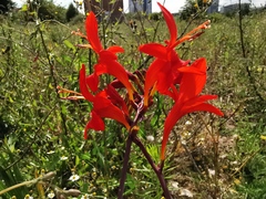 Crocosmia